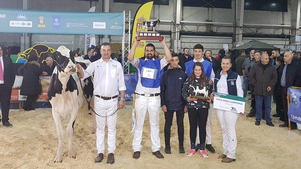 Rey 642 Yudi Doorman, vaca gran campiona de Galicia 2018
