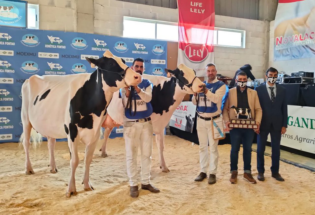 Lugo acogerá por segunda vez el Concurso Autonómico de Ganado Frisón de Galicia