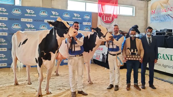 Lugo acollerá por segunda vez o Concurso Autonómico de Gando Frisón de Galicia
