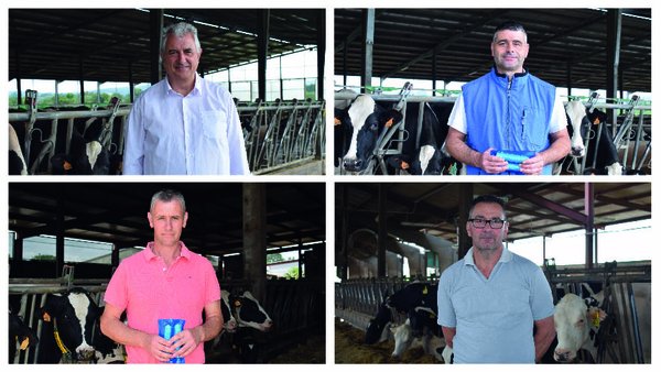 RumiLife® CAL24, unha solución cómoda, eficaz e rendible para a febre do leite