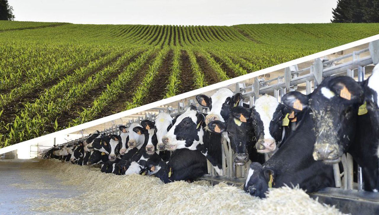 Eficiencia en granjas de leche y posibilidades del riego en el maíz