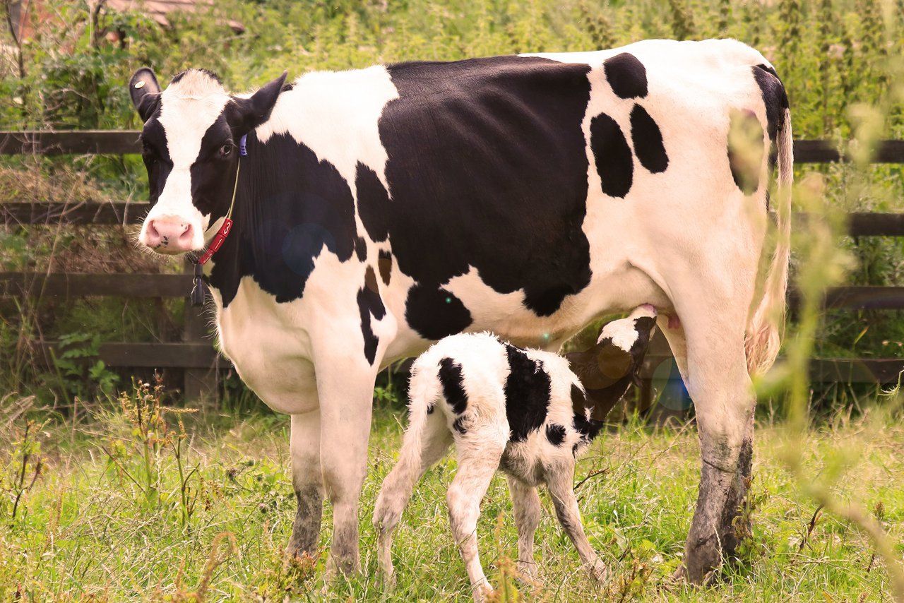 MSD Animal Health demostra a eficacia dun anticorpo monoclonal contra o Cryptosporidium parvum en gando vacún