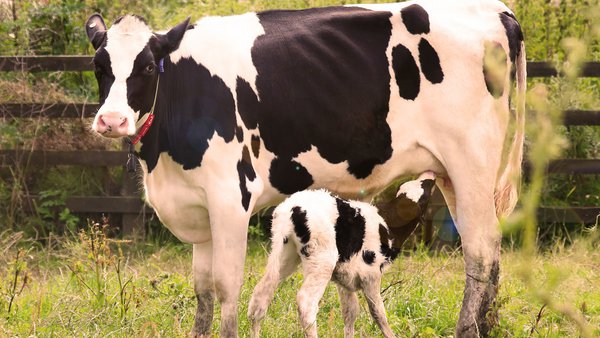MSD Animal Health demuestra la eficacia de un anticuerpo monoclonal contra el Cryptosporidium parvum en ganado vacuno