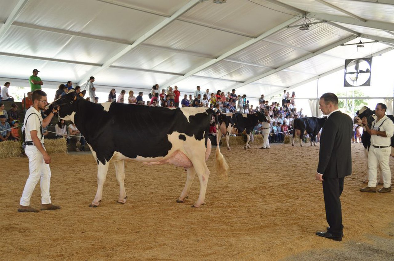 O Concurso frisón de Murtosa 2018, xa en vídeo!