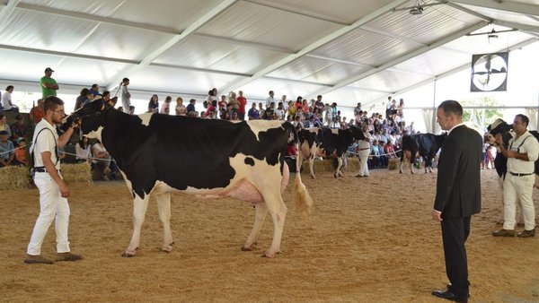 O Concurso frisón de Murtosa 2018, xa en vídeo!
