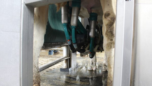 A Xunta organiza en Curtis un curso sobre técnicas de muxido, alimentación e benestar animal
