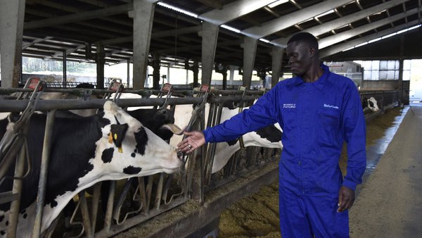 Naturleite y Cruz Roja forman a trabajadores de Mali y Senegal para garantizar el futuro de las ganaderías de leche gallegas