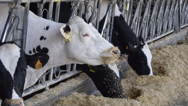 Claves para “impulsar” el bienestar y la producción de leche al inicio de la lactación