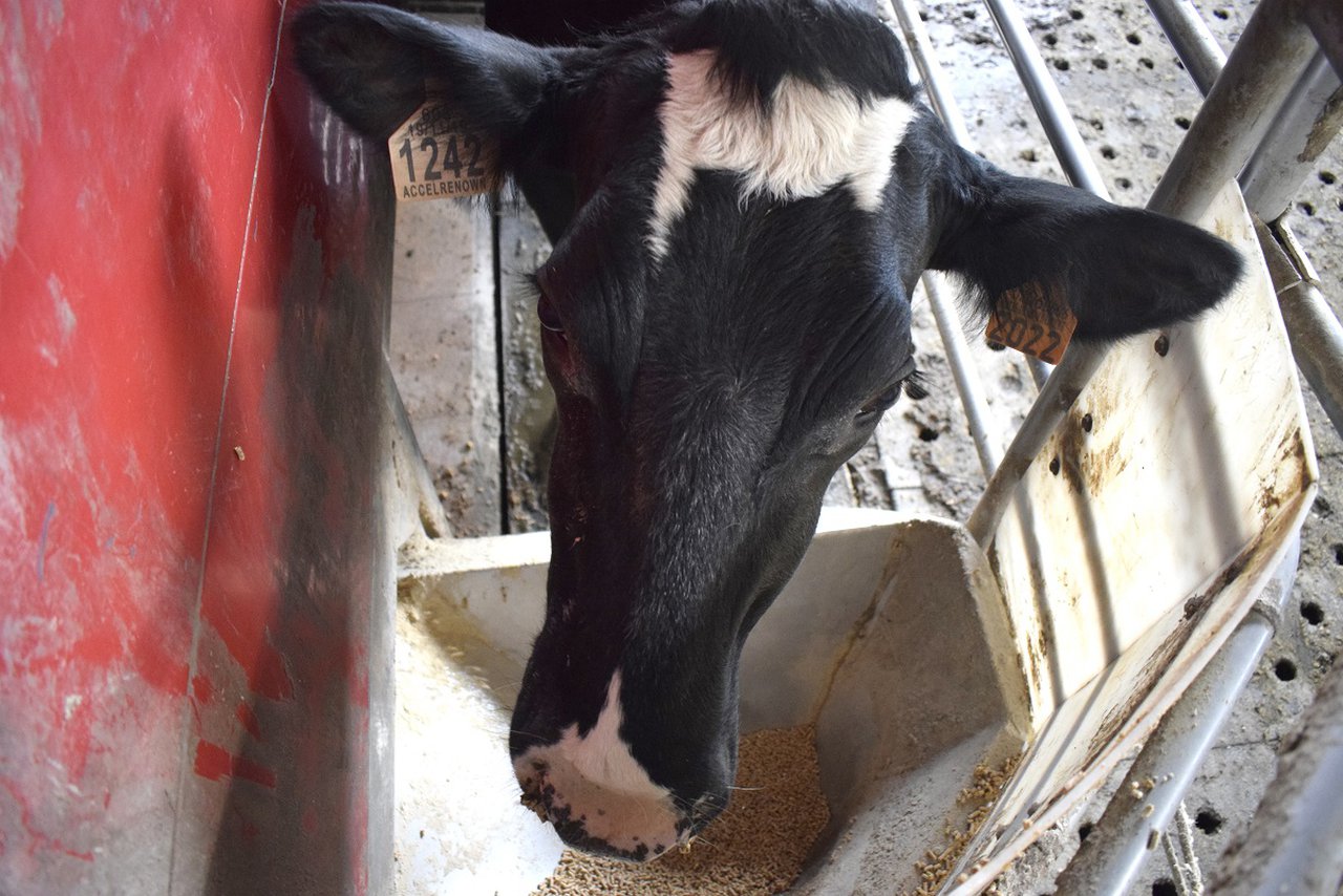 ¿A qué indicadores clave presta atención el Nanta Dairy Robot?