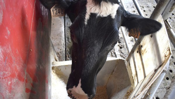 ¿A qué indicadores clave presta atención el Nanta Dairy Robot?