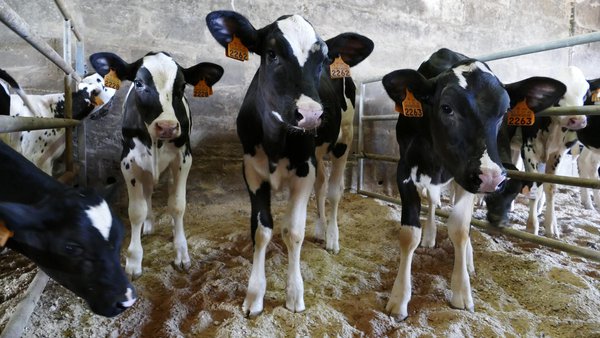 Descubre los beneficios de incluir forraje picado mezclado con el pienso de arranque