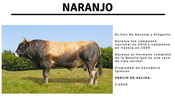 Outro dos touros que se poxará é Iglesias Elegante Naranjo