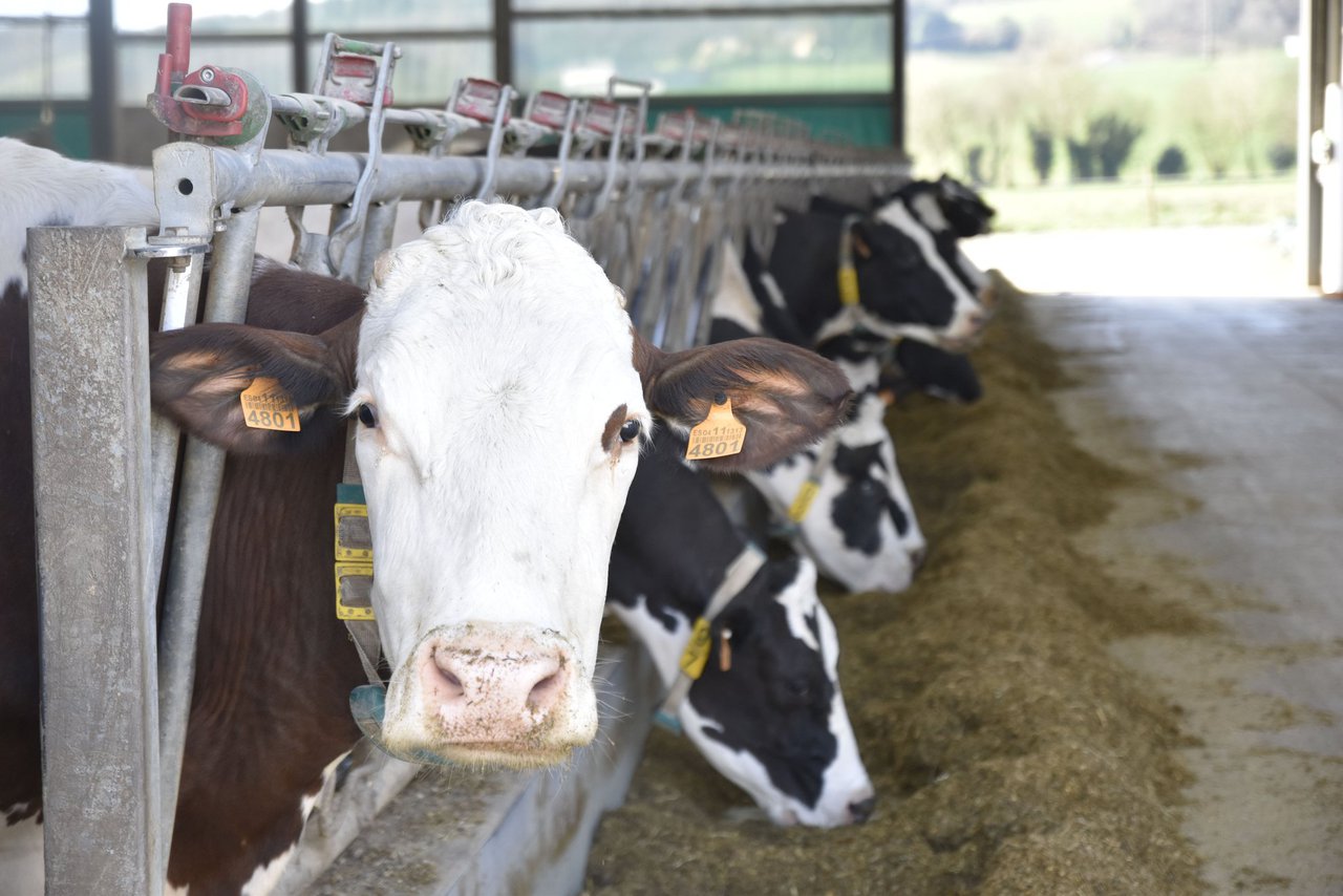 El valor medio de la leche en España supera los 0,52 €/litro