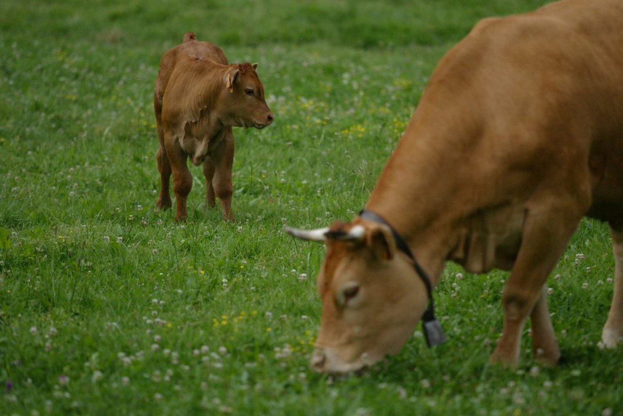 Novo método permite medir as emisións de metano das vacas no aire exhalado na eructación
