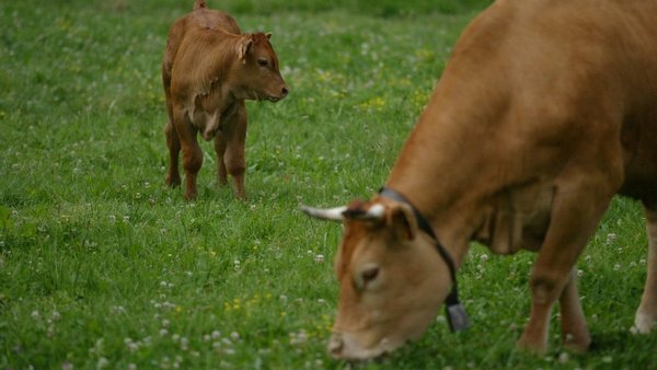Novo método permite medir as emisións de metano das vacas no aire exhalado na eructación