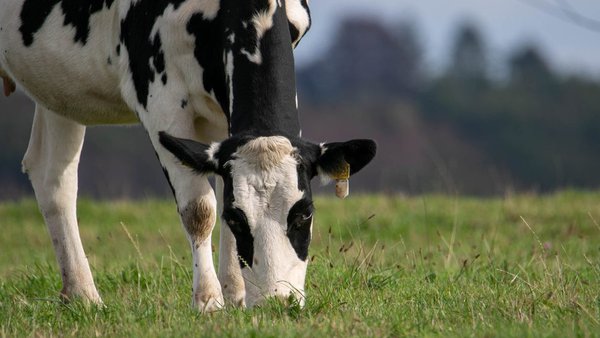 A selección xenética e a alimentación poden reducir as emisións de metano do vacún leiteiro nun 20 %