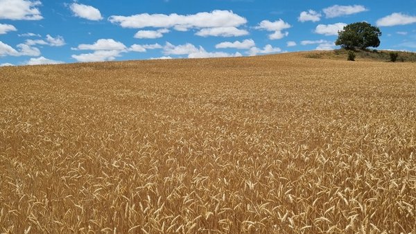 2,7 millóns de hectáreas de cultivos herbáceos contan coa protección do seguro agrario fronte á seca