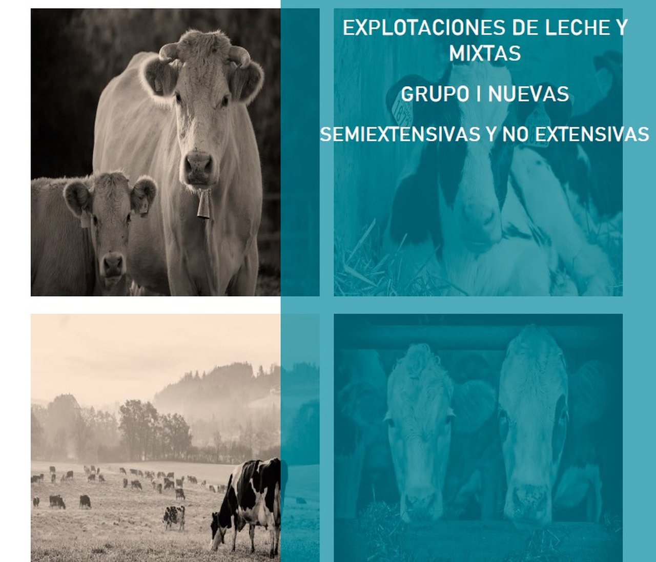 O Ministerio de Agricultura, Pesca e Alimentación publica unha guía informativa sobre a nova normativa das granxas de gando bovino