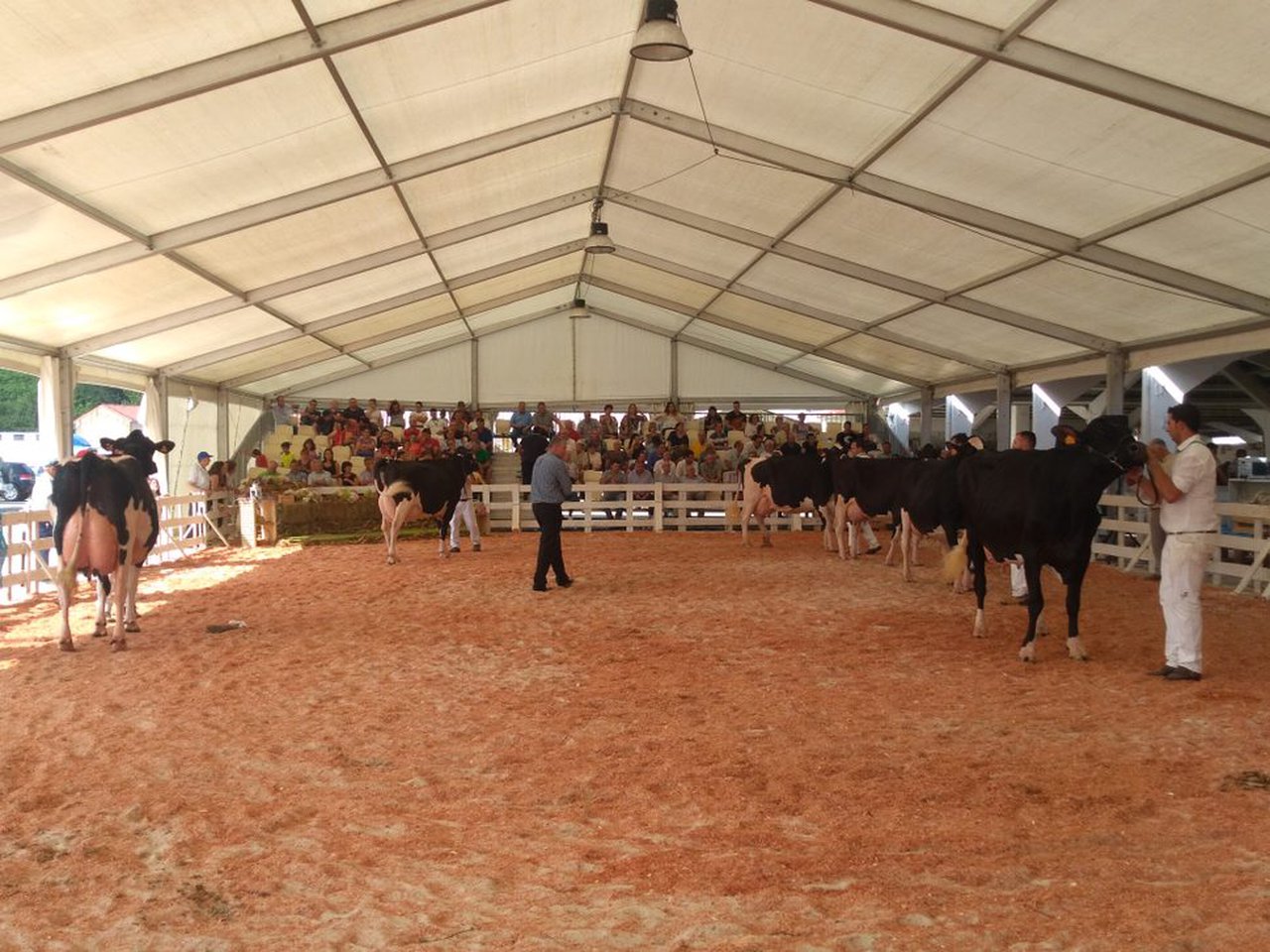 O concurso frisón de Tineo celebrarase o 31 de agosto en horario nocturno