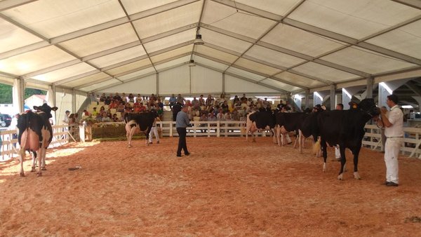 O concurso frisón de Tineo celebrarase o 31 de agosto en horario nocturno