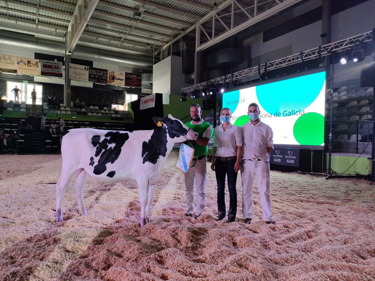 Rey 977 Chief Genesis  se acaba de proclamar novilla gran campeona de Galicia