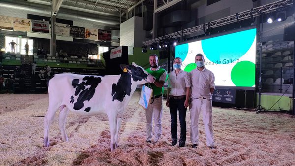 Rey 977 Chief Genesis  se acaba de proclamar novilla gran campeona de Galicia