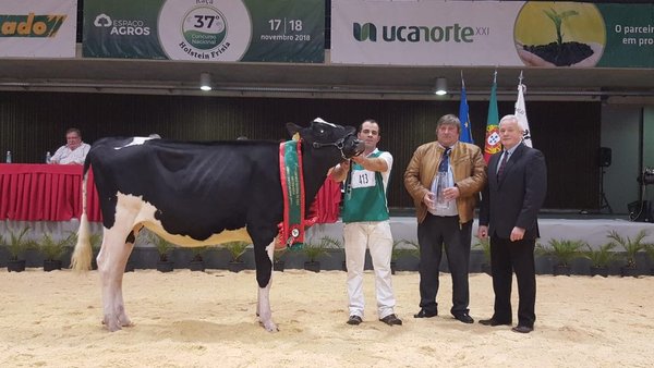 Pereira Solomon Mira novilla gran campiona de Portugal