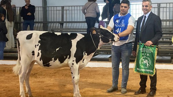 Bell Lloch Lambda Estefania xovenca gran campiona de Menorca 2023