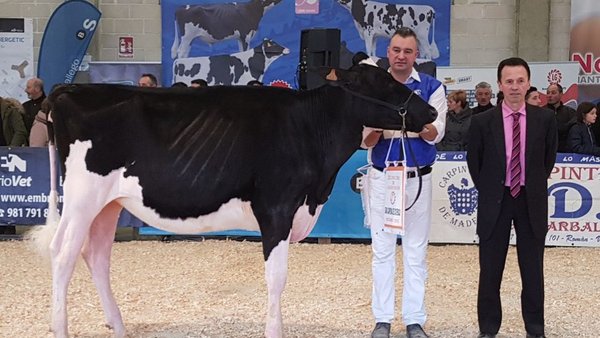 Vistahermosa Doorman Fani ET proclámase xovenca gran campiona de Muimenta