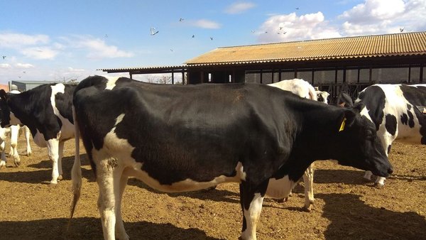 Venda de xovencas próximas ao parto