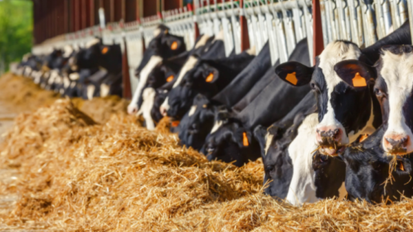 As indemnizacións do seguro agrario marcan un máximo histórico en Galicia en 2025