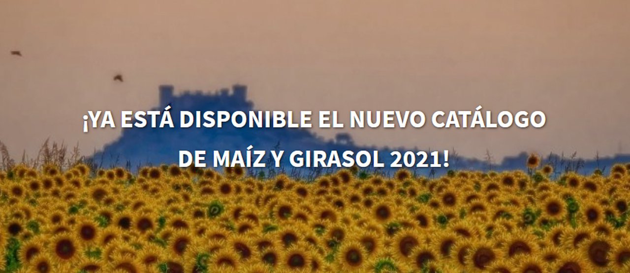Novo catálogo de millo e xirasol LG, novidades para todas as necesidades