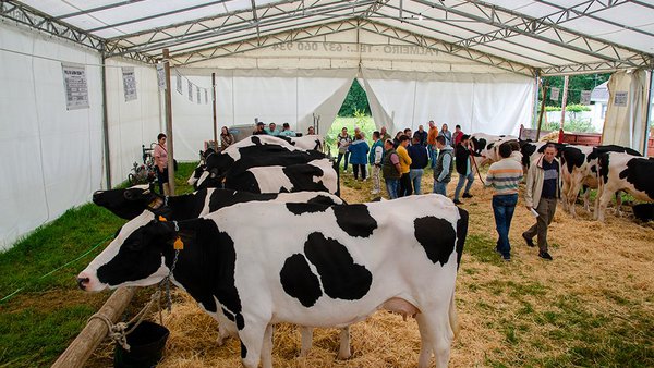 A poxa do municipio lucense do Páramo pon a venda 16 animais