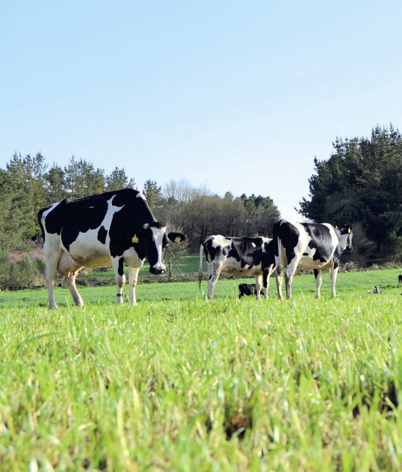 Emisiones y huella de carbono en las explotaciones lecheras de Galicia