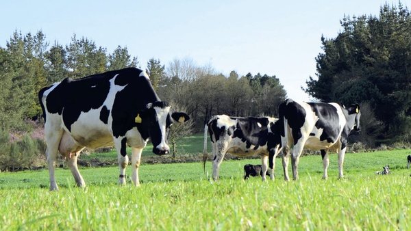 Emisións e pegada de carbono nas explotacións leiteiras de Galicia