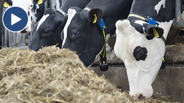 Monitorización do rabaño para optimizar a produción e mellorar o benestar dos animais