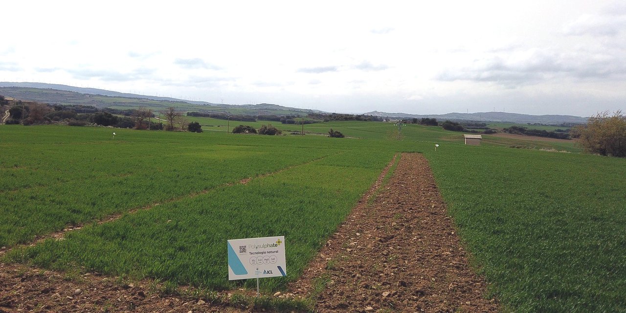 ICL combina Agromaster con Polysulphate para aumentar la producción de cereal de forma sostenible