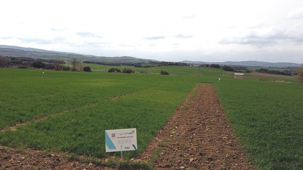 ICL combina Agromaster con Polysulphate para aumentar a produción de cereal de forma sustentable