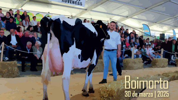 Africor Coruña celebra su 9.ª edición de la Subasta de Ganado de Leche de Boimorto