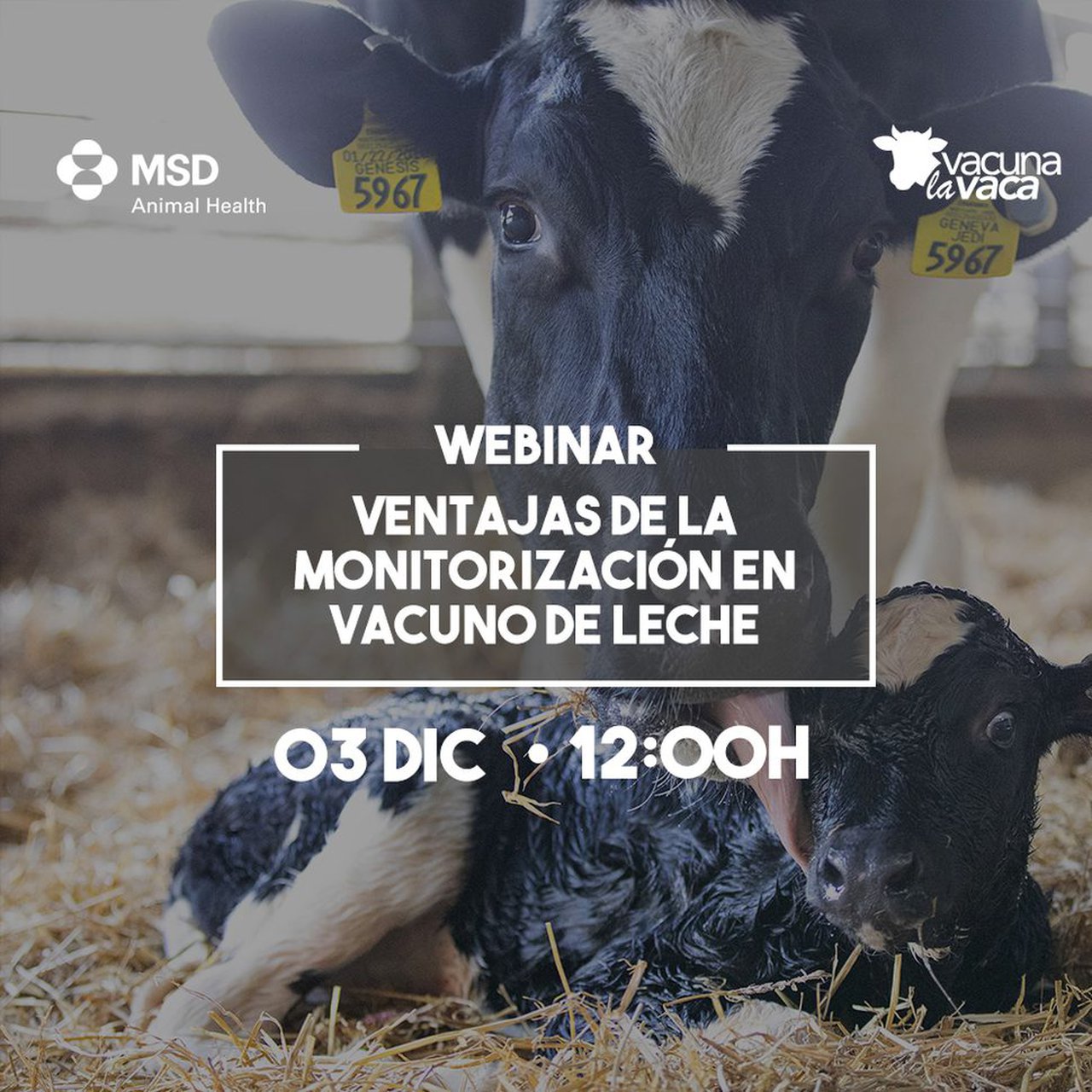 Último webinar do ano da serie `Rumiando los jueves´ de MSD Animal Health