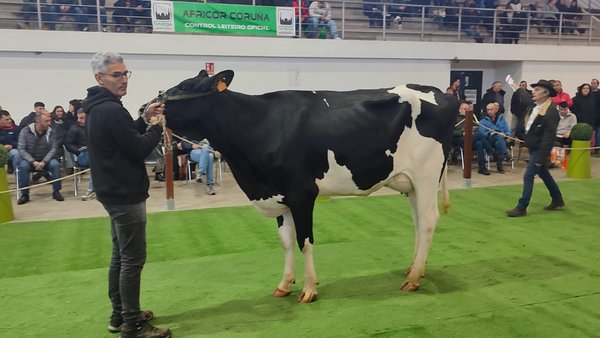 Vendidos todos los ejemplares en la subasta de Santa Comba, por un precio medio de 3.208 euros