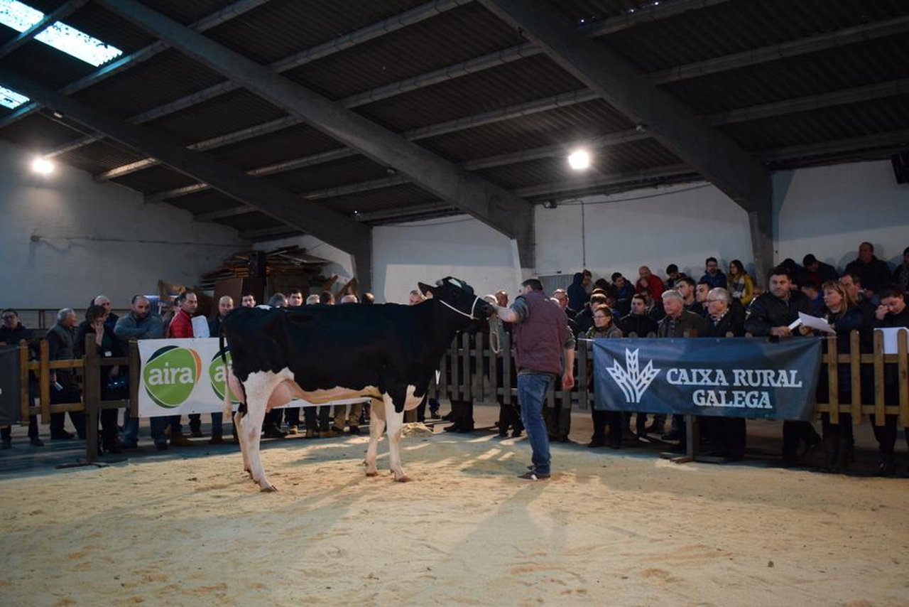 La primera subasta del año en la provincia de Lugo se celebra este sábado en Chantada