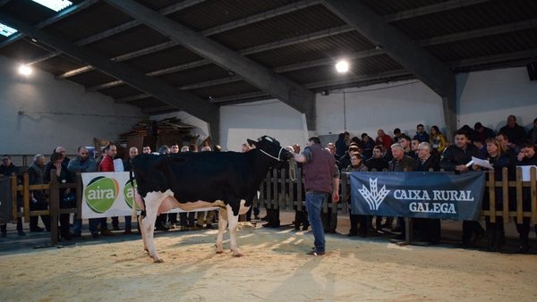 A primeira poxa do ano na provincia de Lugo celébrase este sábado en Chantada