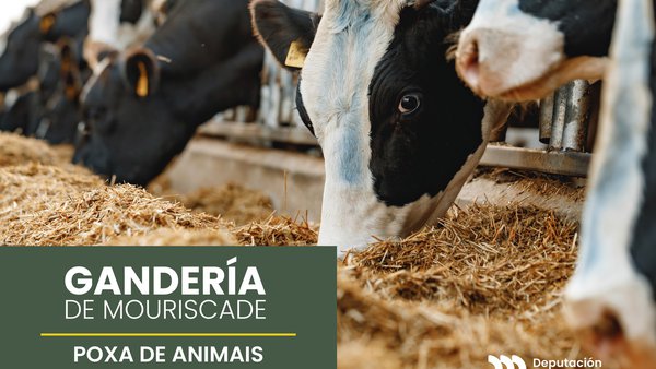 Mouriscade poxará unha vintena de animais o vindeiro 19 de novembro con todas as garantías sanitarias