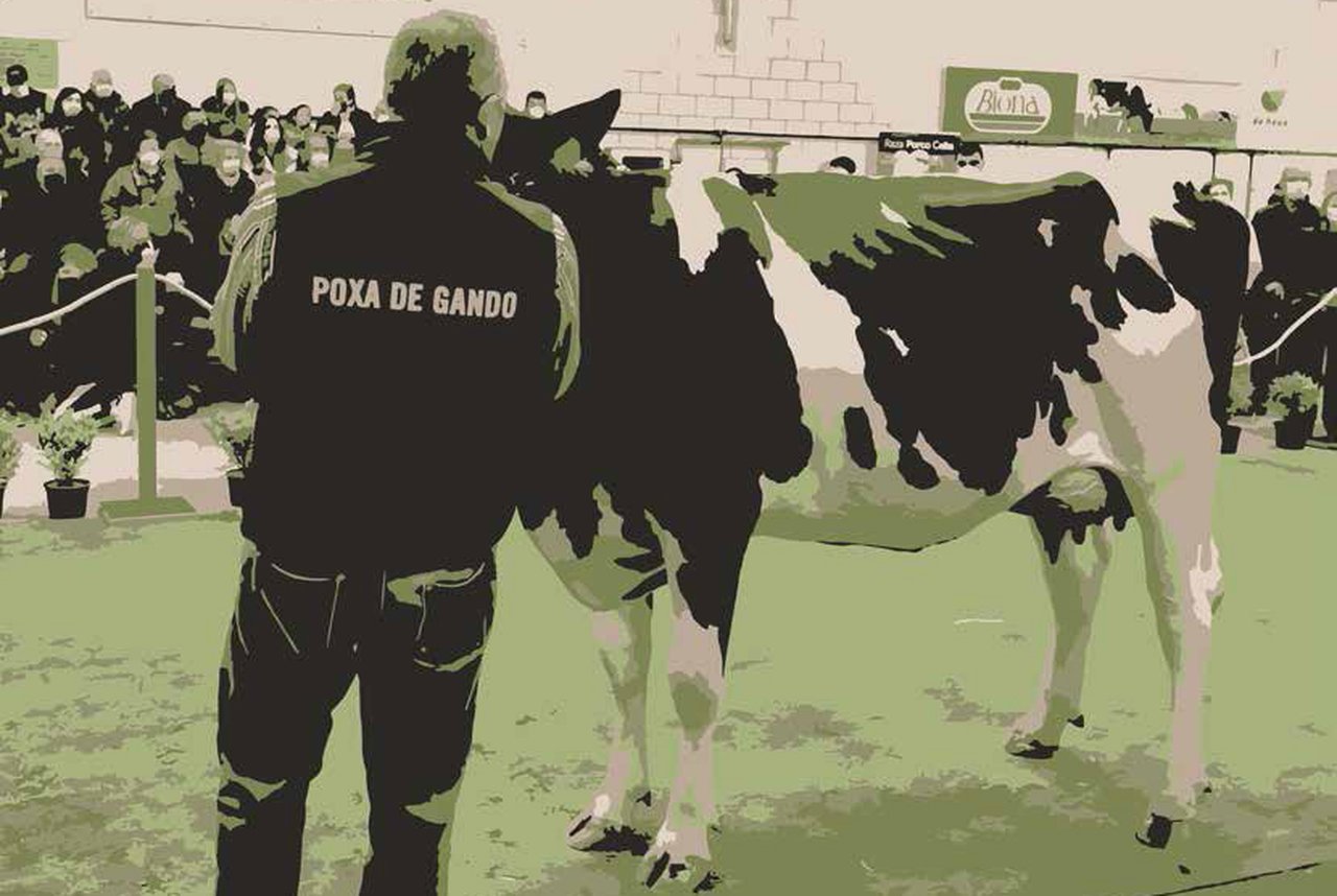 Africor Lugo y Africor Coruña organizan dúas poxas de gando esta fin de semana en Galicia