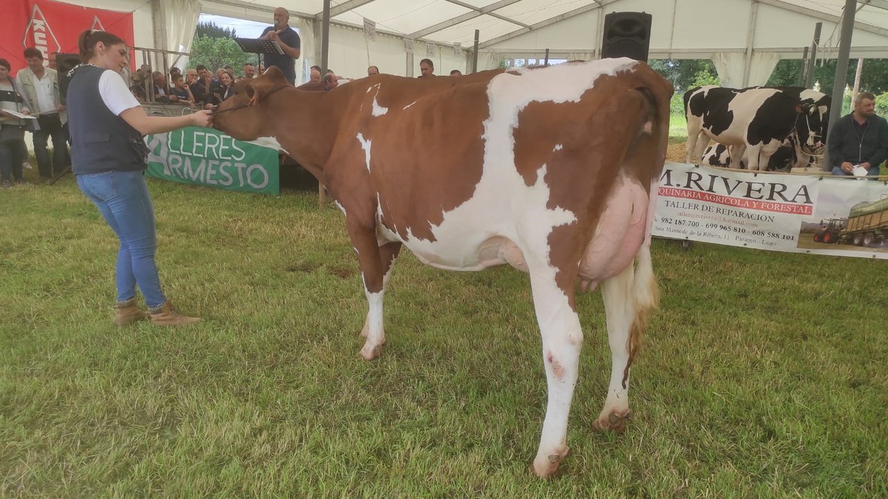 O Concello do Páramo e Africor Lugo celebran este sábado unha poxa de quince vacas