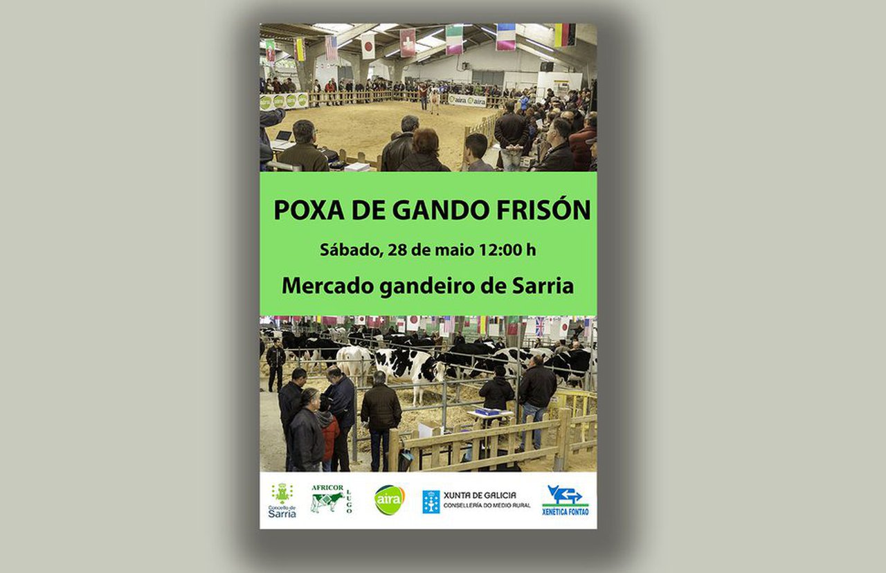 Volve a poxa de gando frisón de Sarria