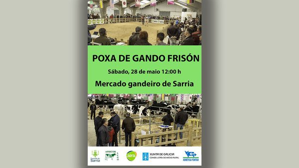 Volve a poxa de gando frisón de Sarria