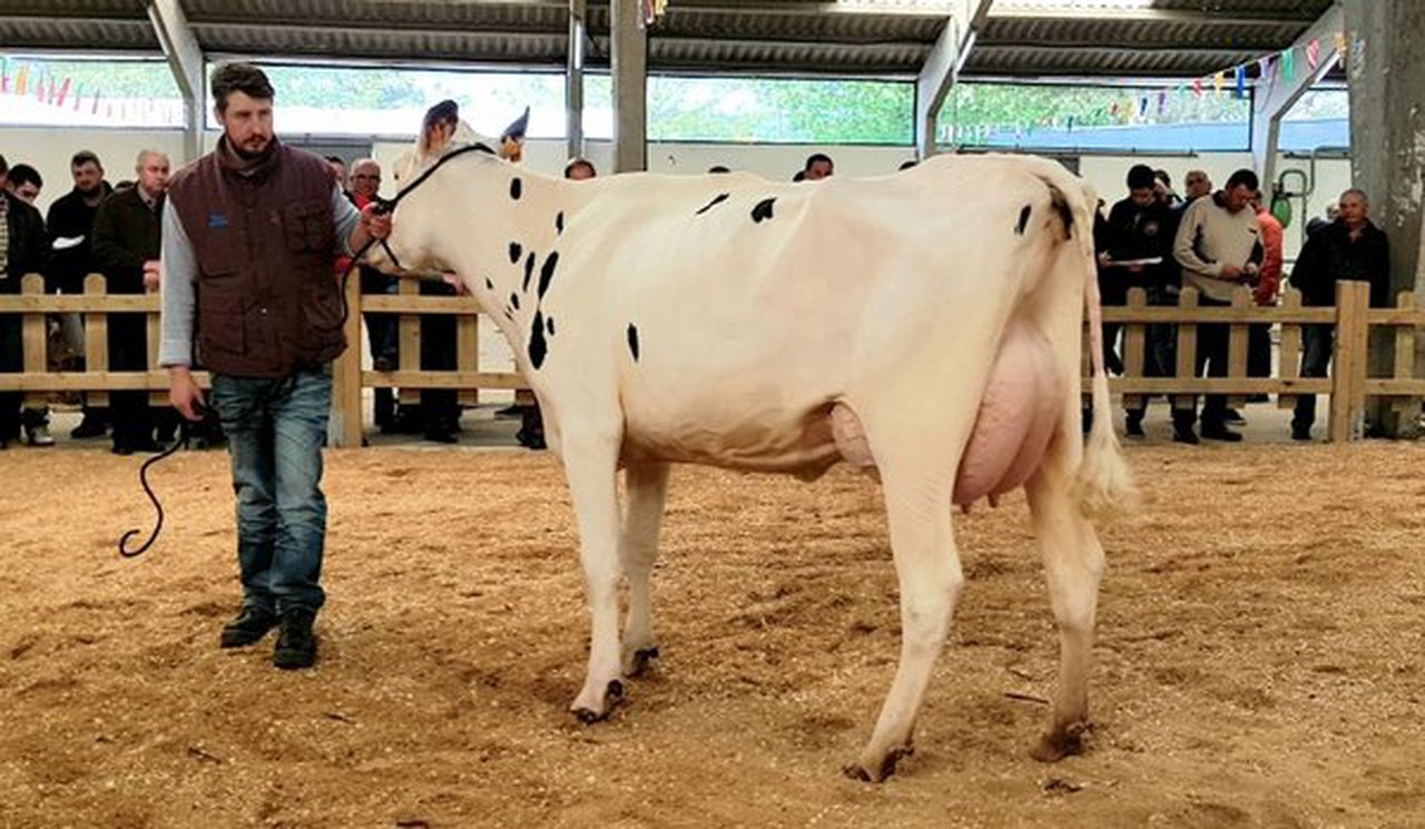 Este sábado celébrase unha poxa de 15 animais en Sarria organizada por Africor Lugo