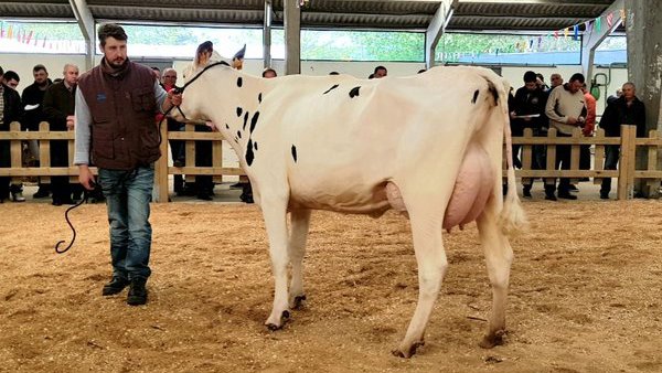 Este sábado celébrase unha poxa de 15 animais en Sarria organizada por Africor Lugo